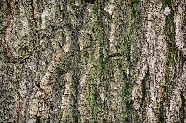 Gestructureerd oppervlak van boomschors met mos