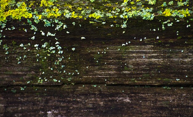 Gestructureerde achtergrond van oud hout met groen mos