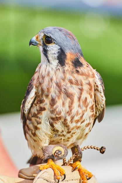 Getemde Amerikaanse Torenvalk roofvogel op leren handschoen van trainer