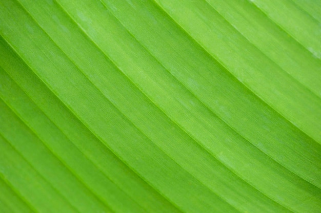 Getextureerd groen blad close-up