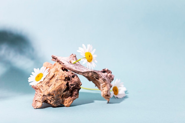 Getextureerd hout en margrieten op een blauwe achtergrond modern creatief stilleven op eco-thema kopieerruimte voor tekst