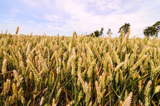 Getextureerd tarweveld op het Europese platteland in Duitsland