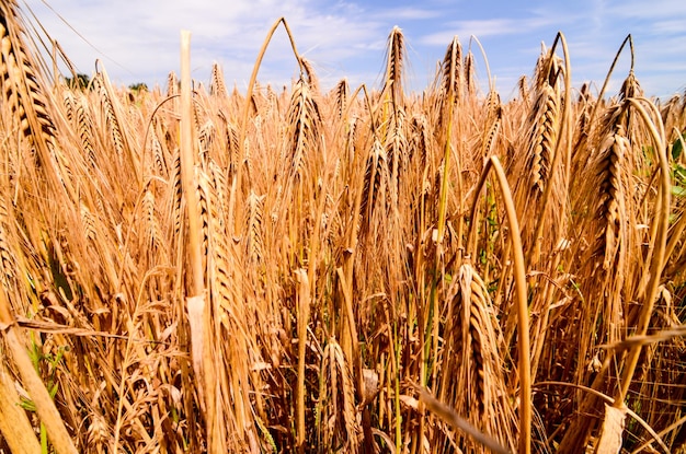 Getextureerd tarweveld op het Europese platteland in Duitsland