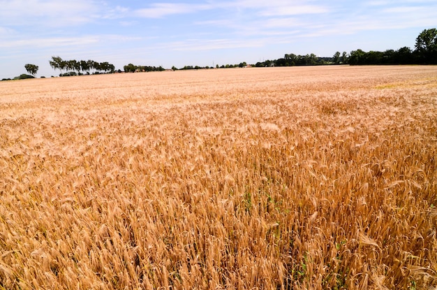 Getextureerd tarweveld