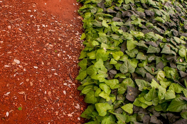 Foto getextureerde achtergrond aardevloer en klimop plant