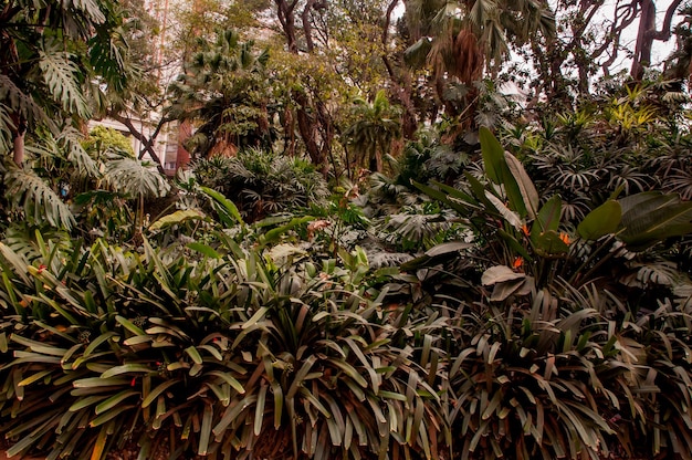 Foto getextureerde regenwoudachtergrond in een botanische tuin in buenos aires, argentinië