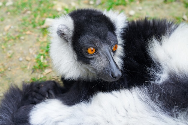 getikte maki van het portret van Madagascar