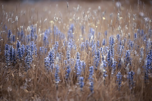 Getinte wilde bloemen, natuur warme zonnige gouden achtergrond, abstracte plantkunde zomer