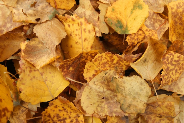 Getrommelde herfst geel gebladerte boom berken achtergrond