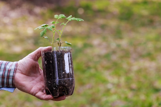 プラスチック容器に入ったトマトの苗を植える準備をする