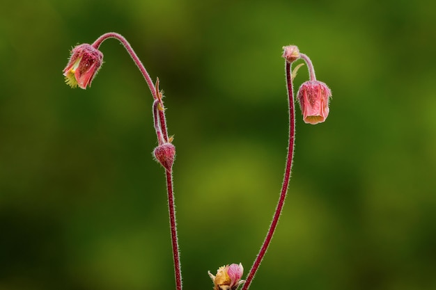 Geum rivale is een meerjarige bloeiende plant van de Rosaceae-familie