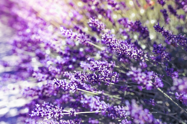 Geurig kruid met paarse bloemstelen lavendel