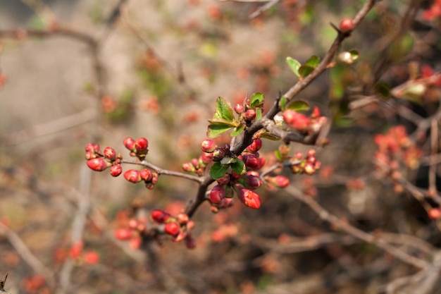 Geurige bloem van lentebomen in het park