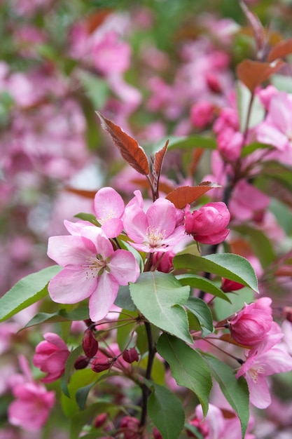 Geurige bloem van lentebomen in het park