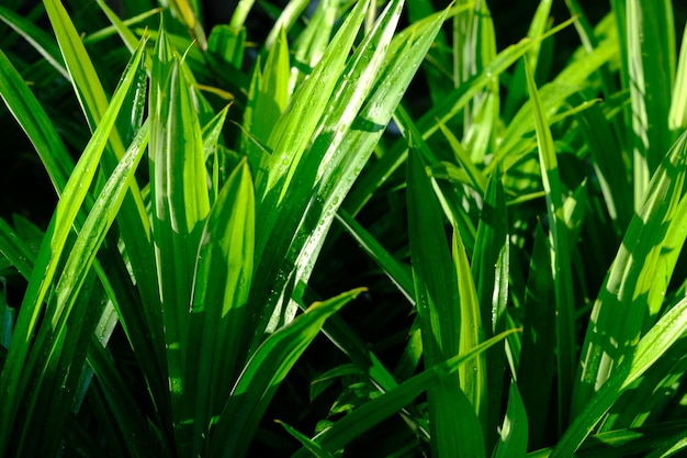 Geurige pandanus is een soort eenzaadlobbige plant uit de familie Pandanaceae. Pandanus amaryllifolius.