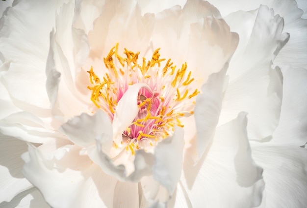 Geurige witte boompioenbloem in volle bloei.