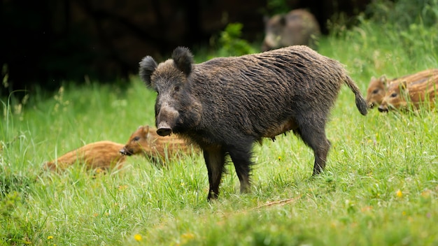 Gevaarlijk vrouwelijk everzwijn dat haar kleine jonge biggetjes in de lente beschermt.