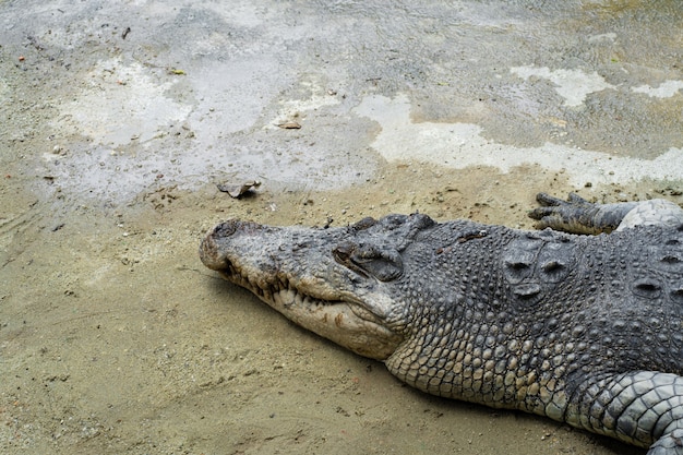 Gevaarlijke krokodil op het meer close-up.