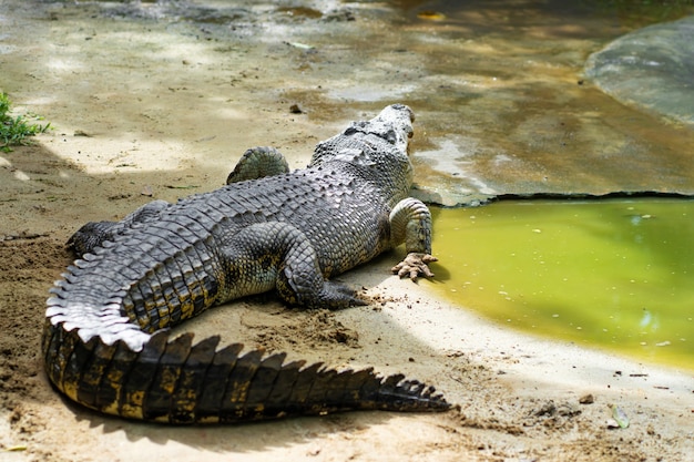 Gevaarlijke krokodil op het meer