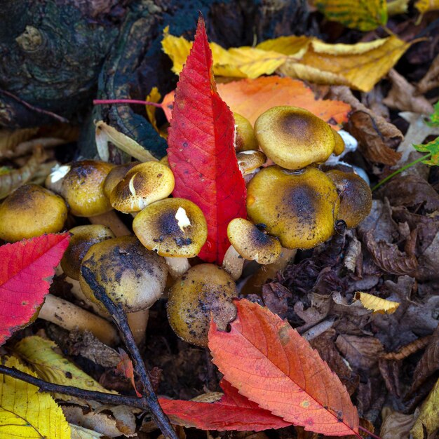 Gevaarlijke wilde paddenstoelen