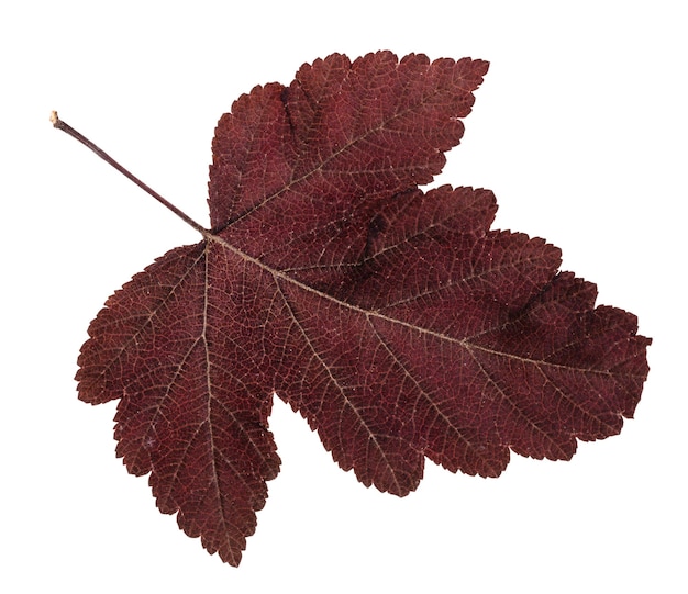 Gevallen blad van viburnum boom geïsoleerd op white