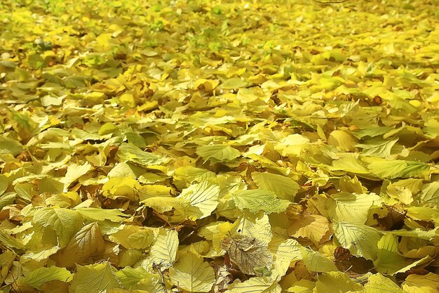 gevallen bladeren achtergrond / herfst achtergrond gele bladeren gevallen van een boom