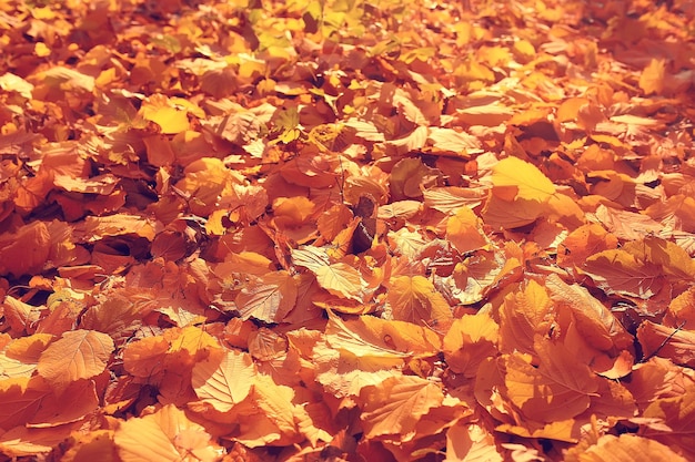 gevallen bladeren achtergrond / herfst achtergrond gele bladeren gevallen van een boom