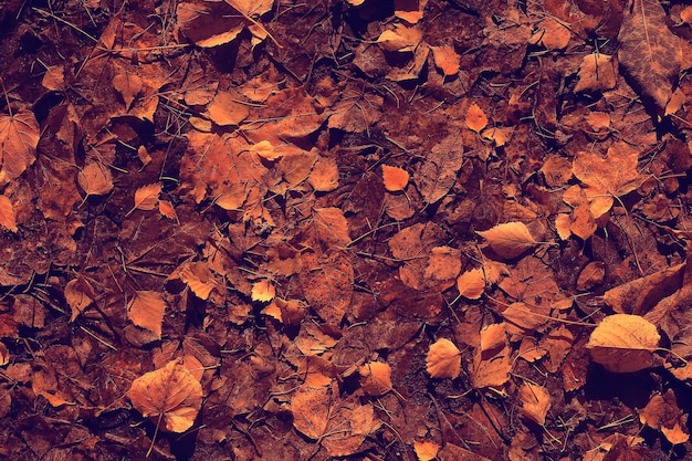 gevallen bladeren achtergrond / herfst achtergrond gele bladeren gevallen van een boom