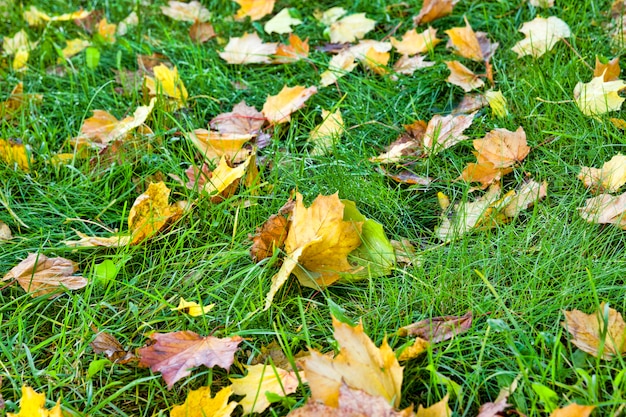 Gevallen bladeren die in de herfst op het gras liggen