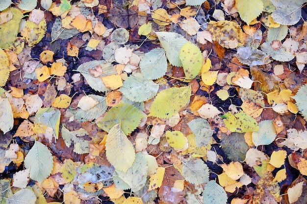 gevallen bladeren herfst abstracte achtergrond, gele bladeren, oktober in het park, seizoensgebonden ontwerp