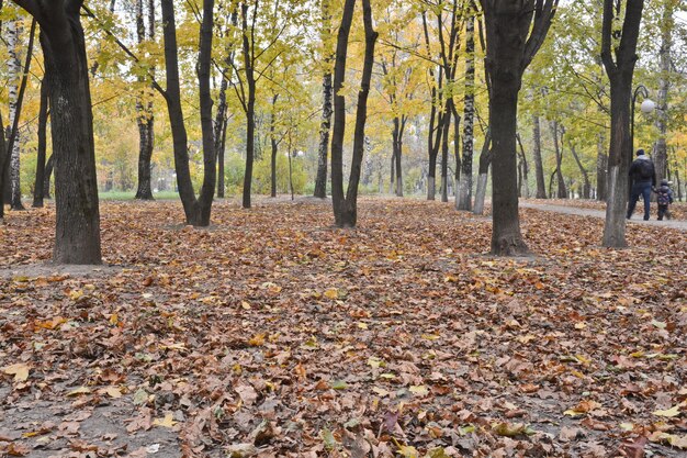 Gevallen bladeren in de herfst Park