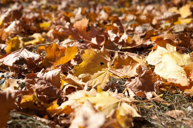 Gevallen bladeren in de herfst