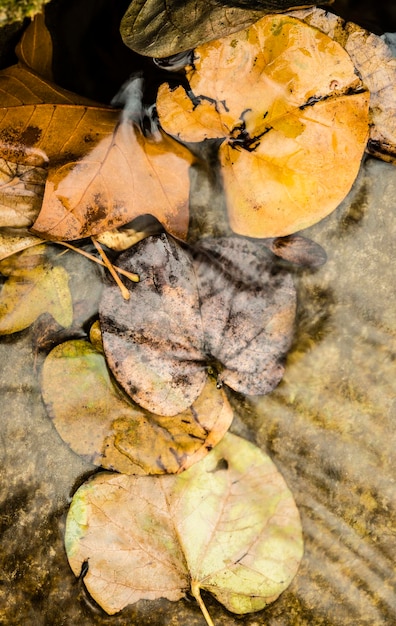 Gevallen bladeren in de herfst