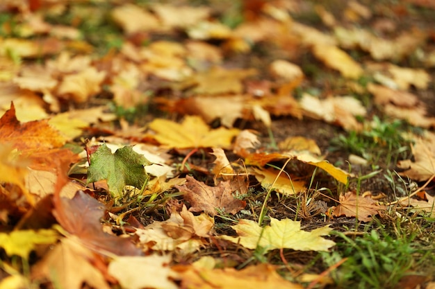 Gevallen bladeren op de grond in het herfstpark