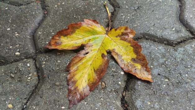 Foto gevallen bladeren op de grond