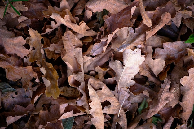 Gevallen bladeren van de eik het begin van de herfst