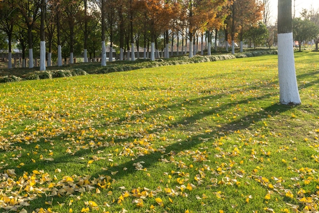 Gevallen bladeren van ginkgo-bomen op gras in de herfstpark