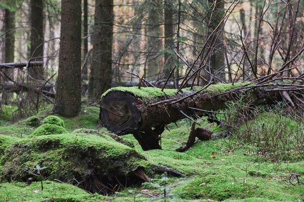 Gevallen boom in een herfstbos in Denemarken