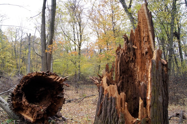 Foto gevallen boom in het bos.