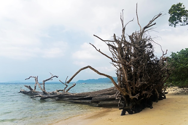 Gevallen boomstammen en drijfhout op het Elephant Beach op Havelock Island Andaman Nicobar Islands India