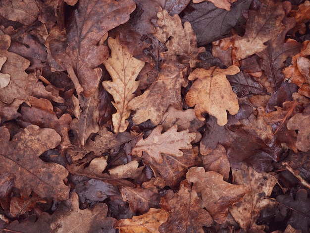 Gevallen bruine eikenbladeren natuurlijke herfst achtergrond