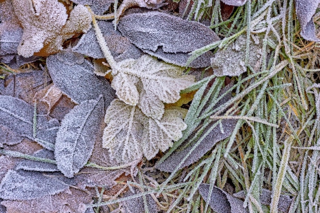 Gevallen droge bladeren en groen gras zijn bedekt met de eerste vorst