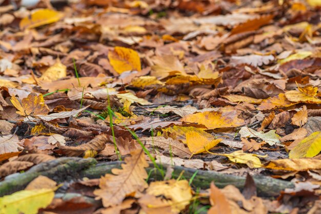 Gevallen droge herfstbladeren achtergrond