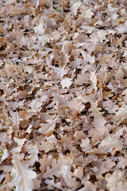 Gevallen eikenbladeren met het begin van de herfst.
