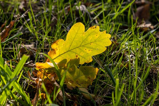 Gevallen eikenbladeren op de grond in de herfst