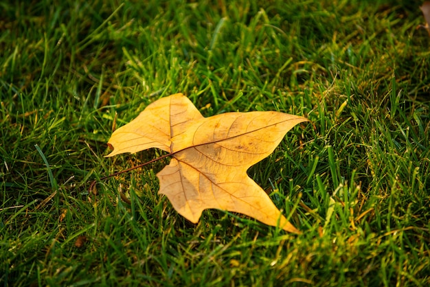 Gevallen esdoornbladeren in de herfst op gras.