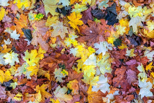 Gevallen esdoornbladeren verspreid over een ritselend tapijt op de grond Autumn Texture Background