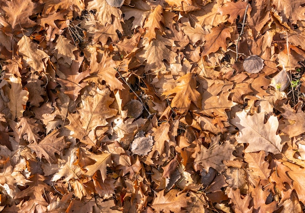 Gevallen esdoornbladeren verspreid over een ritselend tapijt op de grond Autumn Texture Background