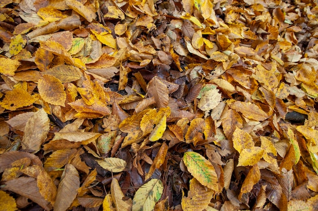 Gevallen gebladerte in de herfst tijdens bladval bij bewolkt weer