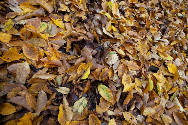 Gevallen gebladerte in de herfst tijdens bladval bij bewolkt weer